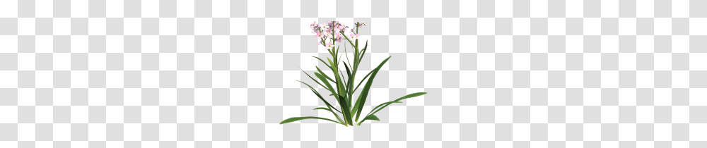 Clip Art Sympathy Clip Art, Plant, Flower, Blossom, Amaryllidaceae Transparent Png