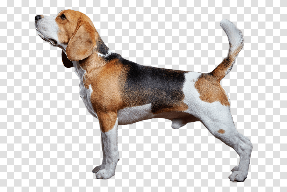 Clip Art The Witty Dog Organic Background Beagle, Hound, Pet, Canine, Animal Transparent Png