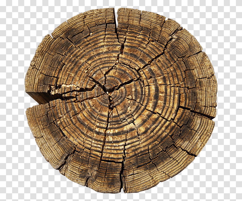 Clip Art Tree Aastarxf Ngad Texture Circle Rings On Tree, Wood, Lamp, Tree Stump, Lumber Transparent Png