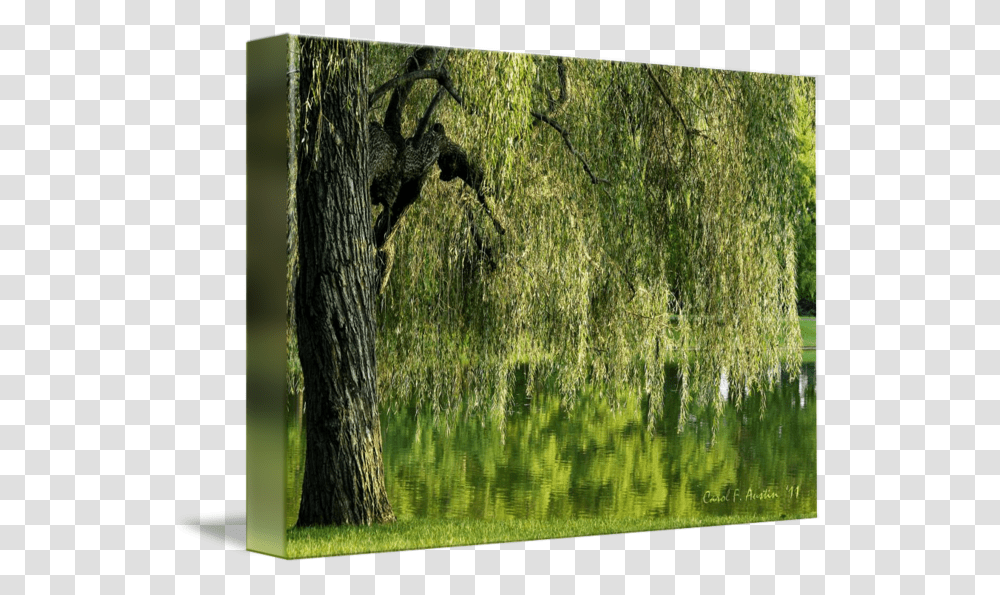 Clip Art Tree And Pond Meditation Willow, Plant, Tree Trunk Transparent Png