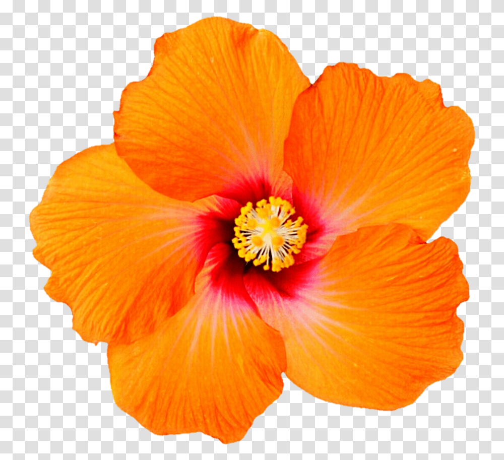 Clip Art Tropical Orange For Background Orange Hibiscus, Plant, Flower, Blossom, Poppy Transparent Png