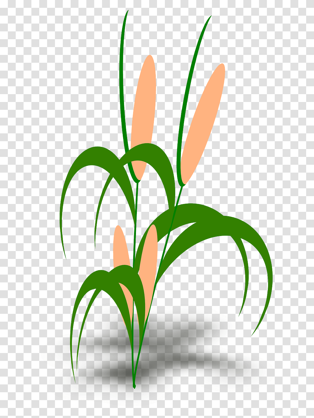 Clip Art Tumbuhan, Plant, Flower, Blossom, Amaryllidaceae Transparent Png