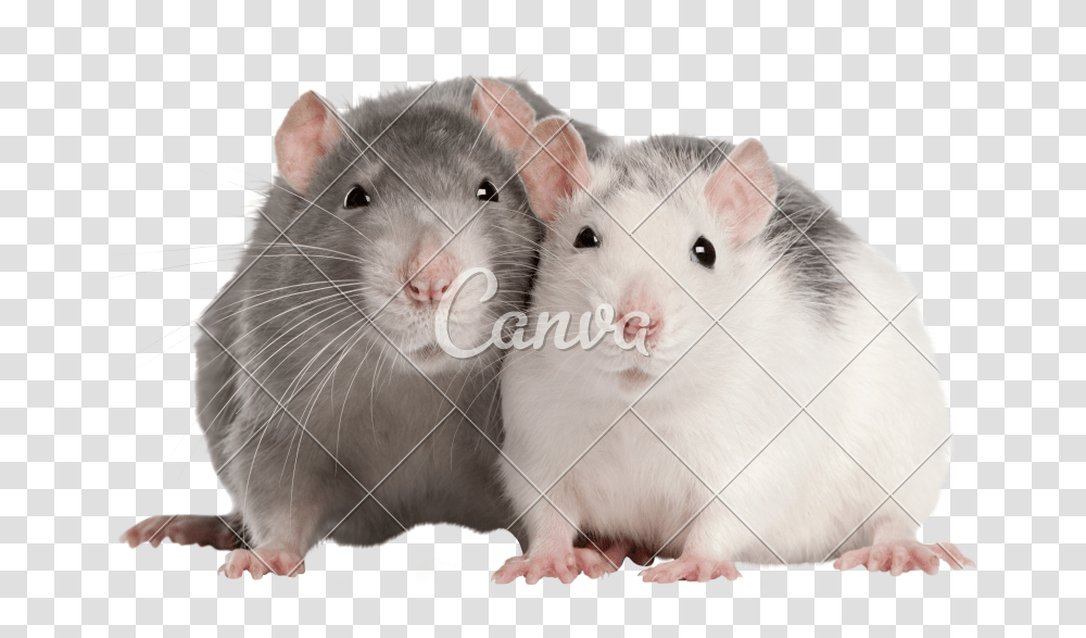 Clip Art Two Months Old Photos Two Rats, Rodent, Mammal, Animal, Pet Transparent Png