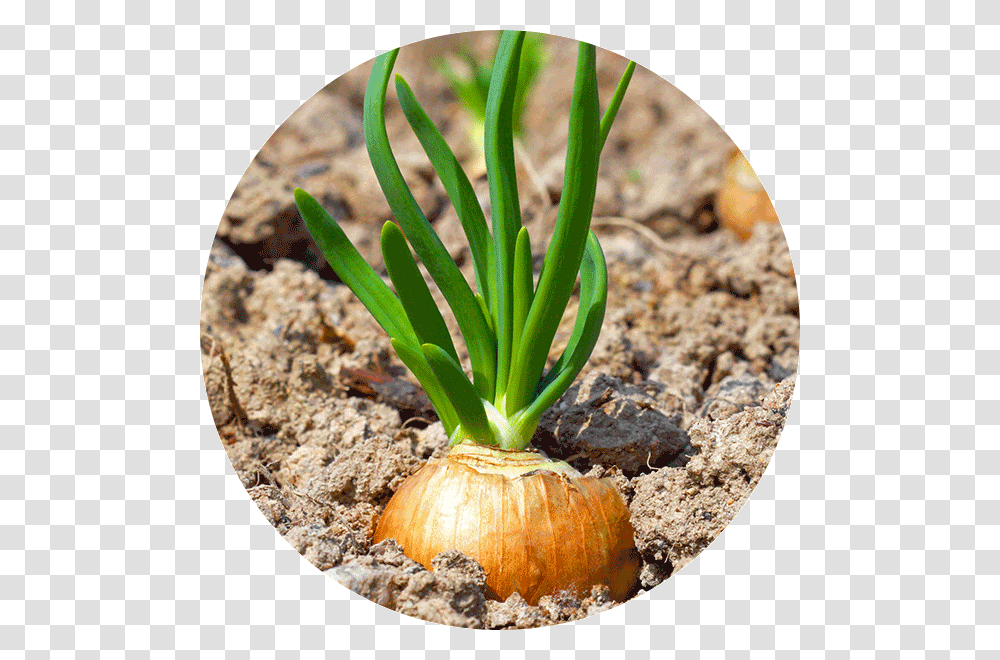 Clip Art Up Close Why Did Root Vegetable, Plant, Food, Produce, Pineapple Transparent Png