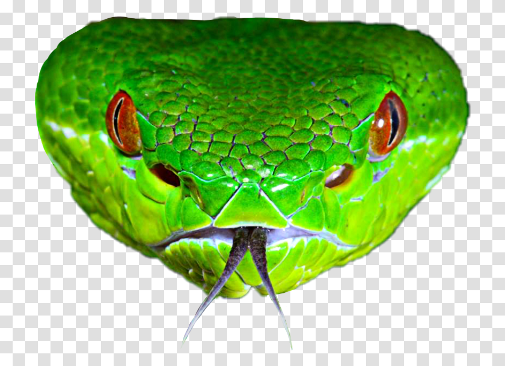 Clip Art Venomous Serpent Bamboo Pitviper Pit Viper Head, Reptile, Animal, Snake, Green Snake Transparent Png