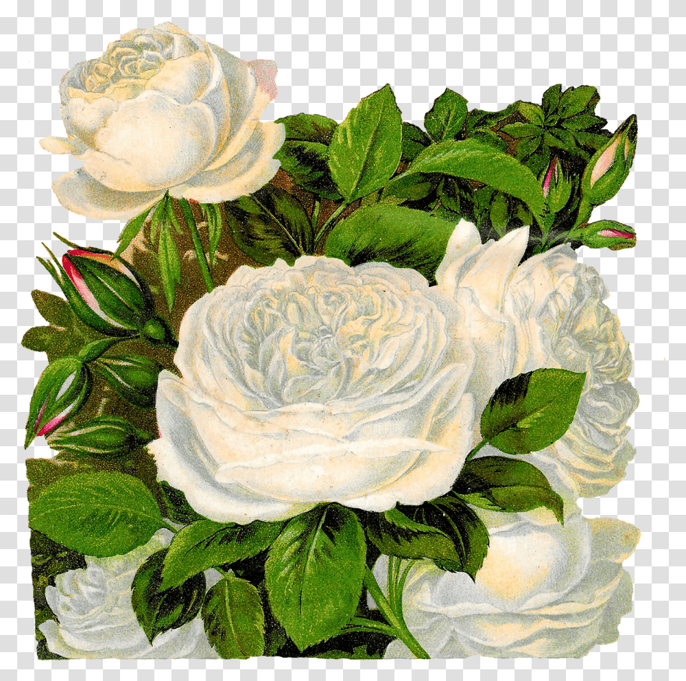 Clip Art Vintage White Roses Transparent Png