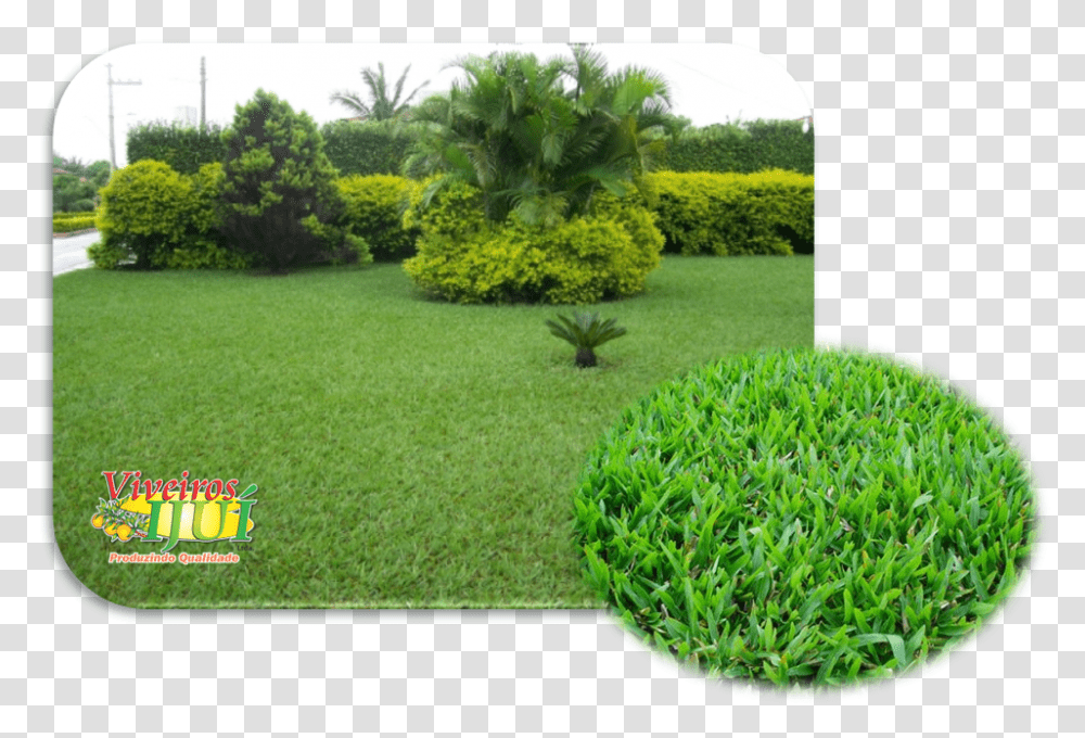 Clip Art Viveiros Iju Em Leiva Semente De Grama Sao Carlos, Grass, Plant, Lawn, Vegetation Transparent Png