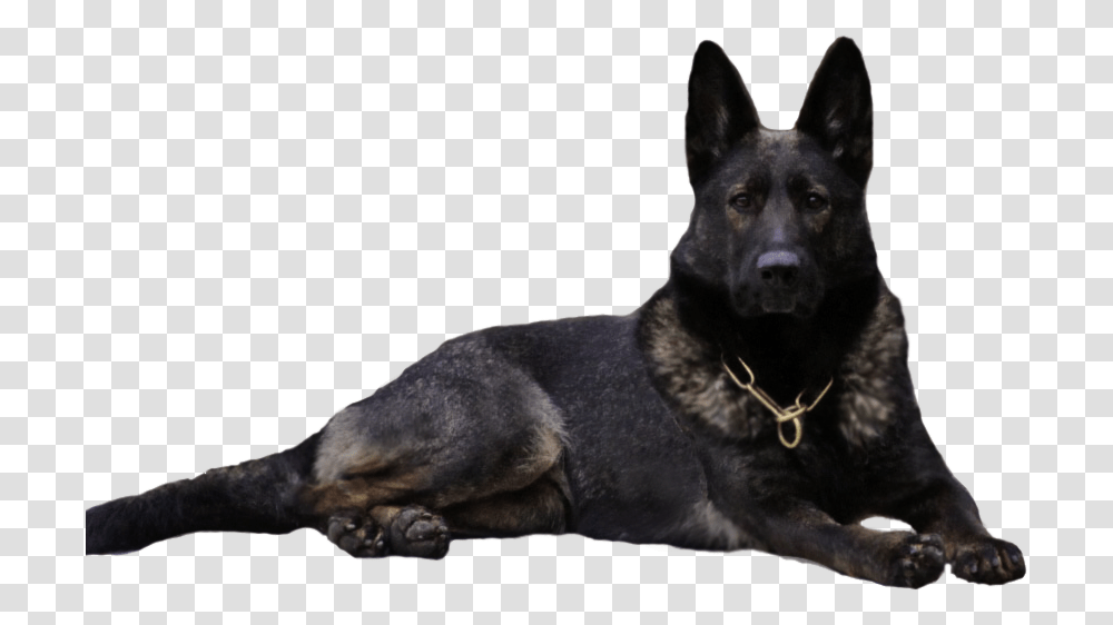 Clip Art Waldkonig K German Dogs Black German Shepherd Dog Clipart, Pet, Canine, Animal, Mammal Transparent Png