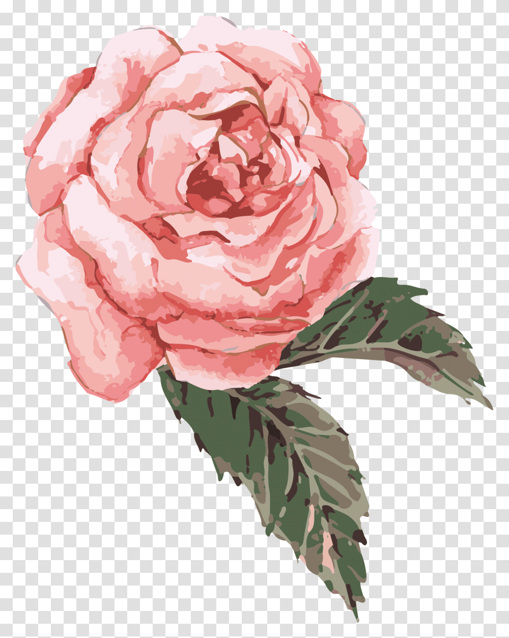 Clip Art Watercolor Roses Pink Watercolor Flower, Plant, Blossom, Carnation, Peony Transparent Png