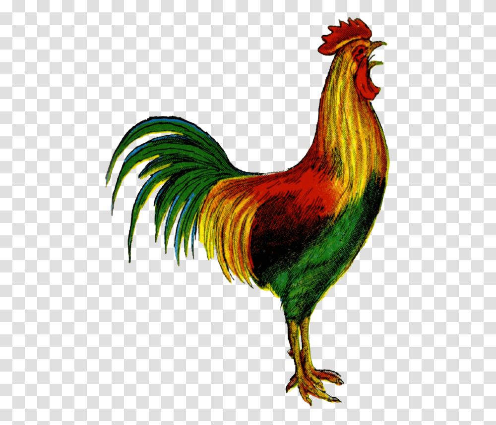 Clip Art Welsummer Clip Art Openclipart Rooster Crowing Clipart Free, Chicken, Poultry, Fowl, Bird Transparent Png