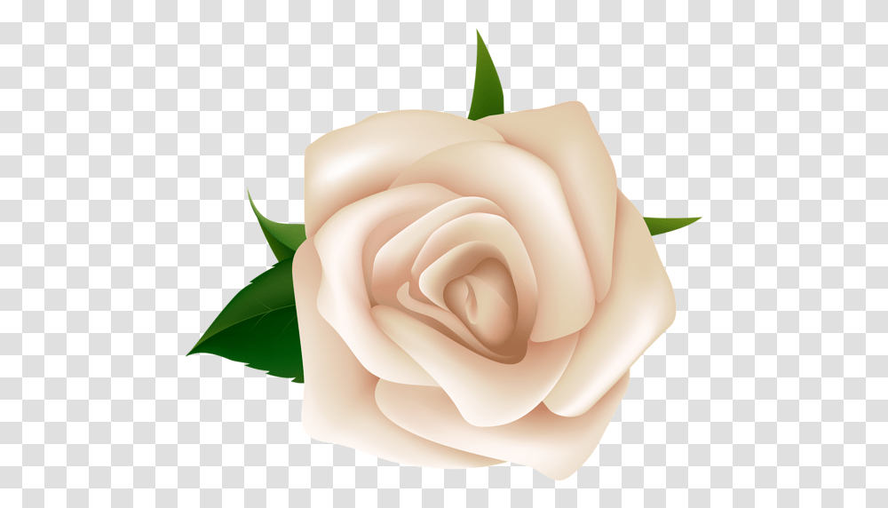 Clip Art White Rose, Flower, Plant, Blossom, Petal Transparent Png