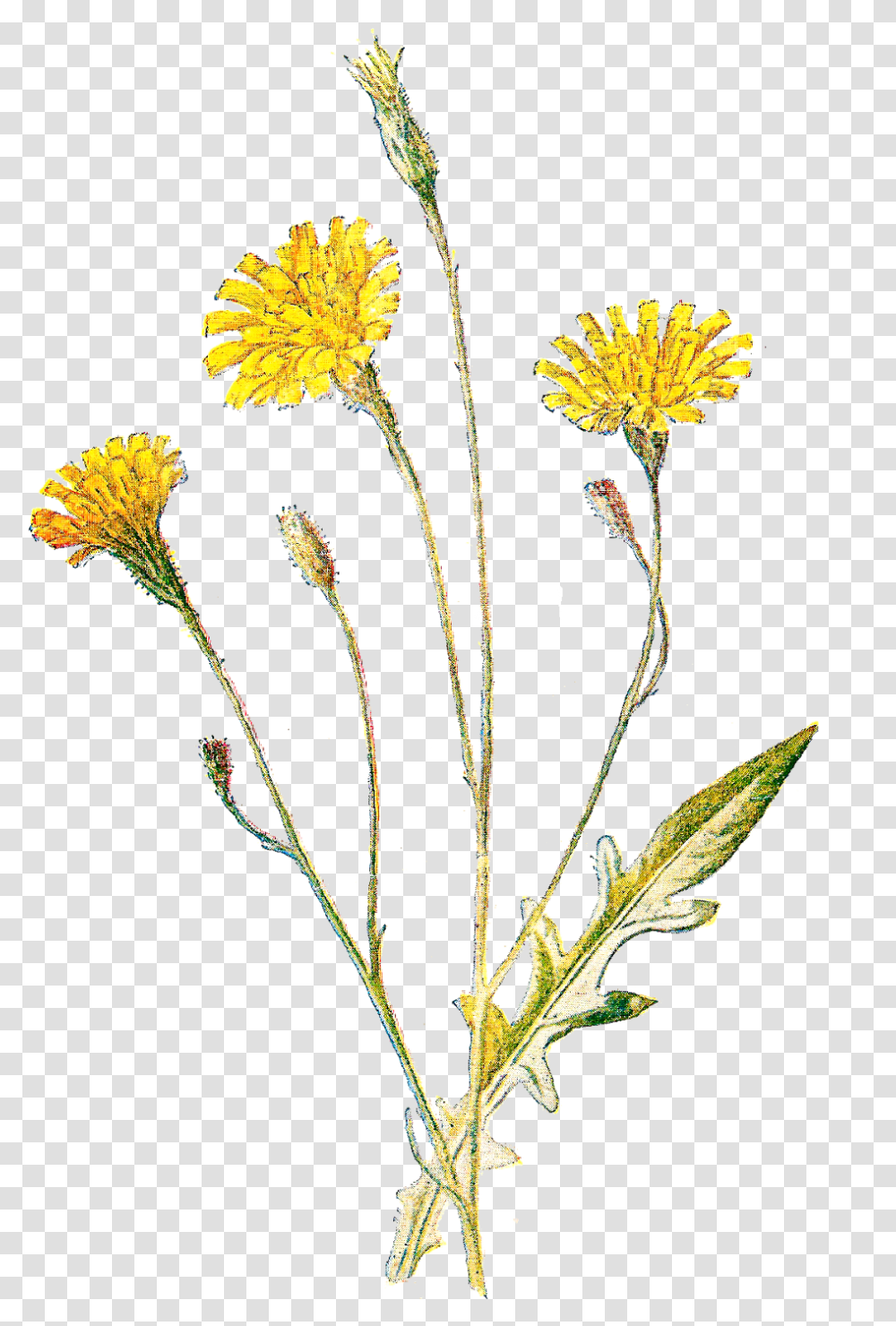 Clip Art Wild Flowers, Plant, Blossom, Dandelion, Pollen Transparent Png