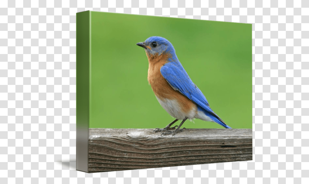 Clip Art X L By Eastern Bluebird, Animal, Jay Transparent Png