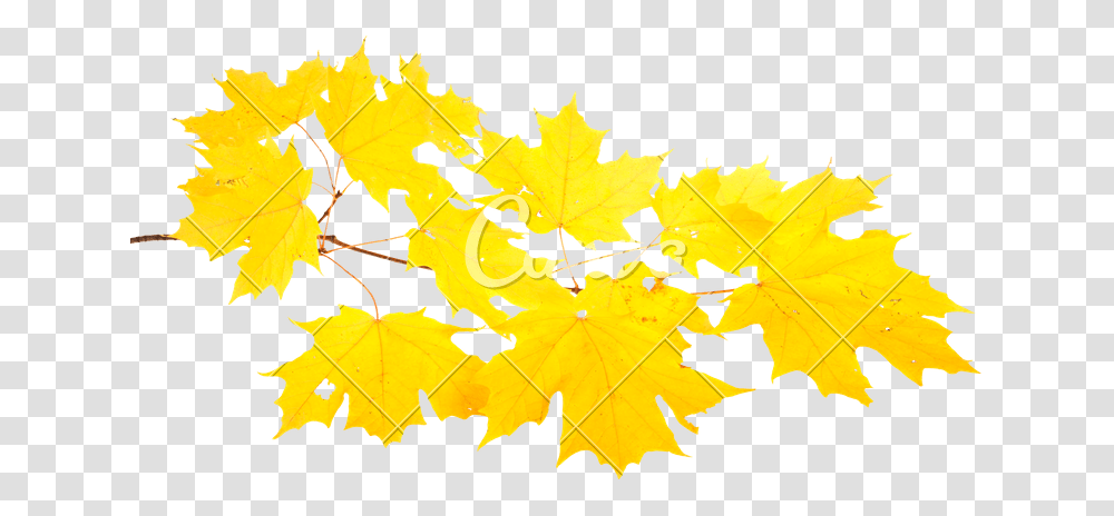 Clip Art Yellow Of A Sugar, Leaf, Plant, Tree, Maple Leaf Transparent Png