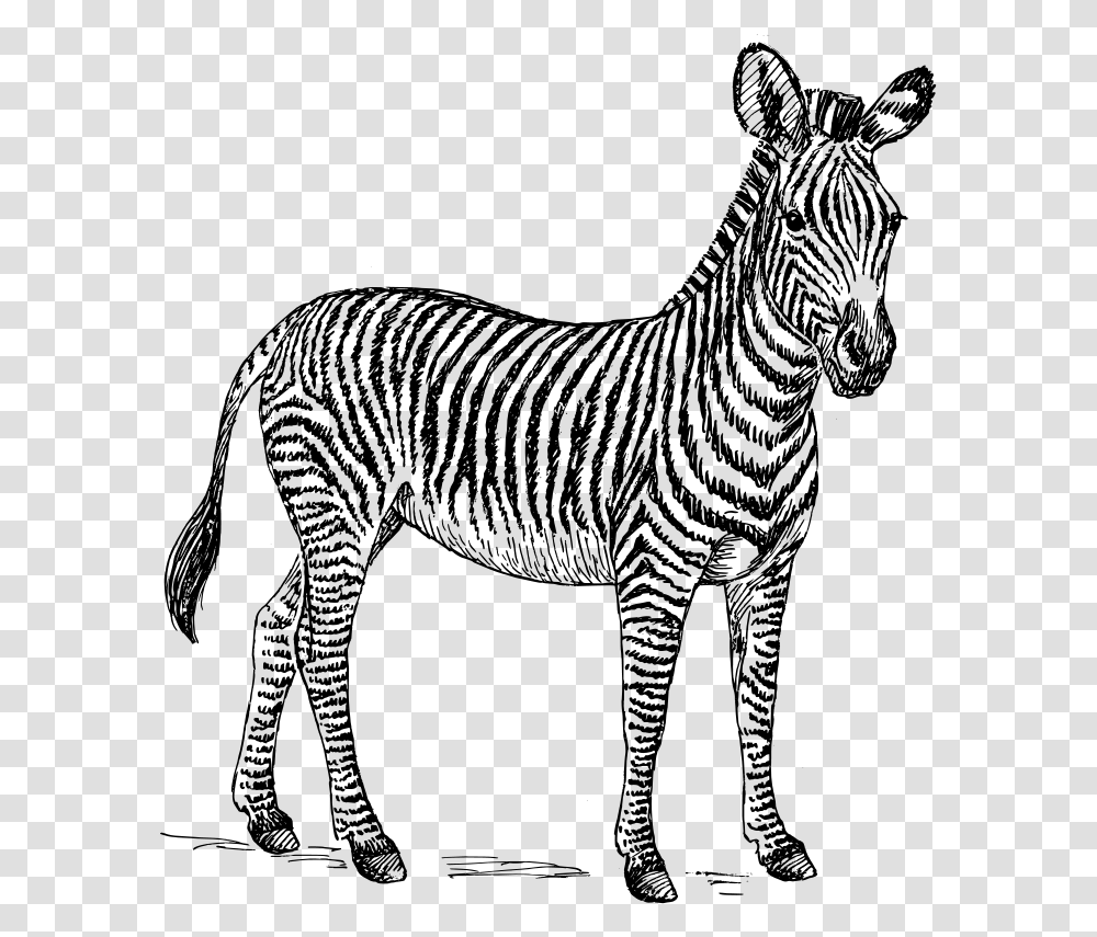 Clip Art Zebra Stock Photo Illustration Black And White Zebra Clipart, Gray Transparent Png