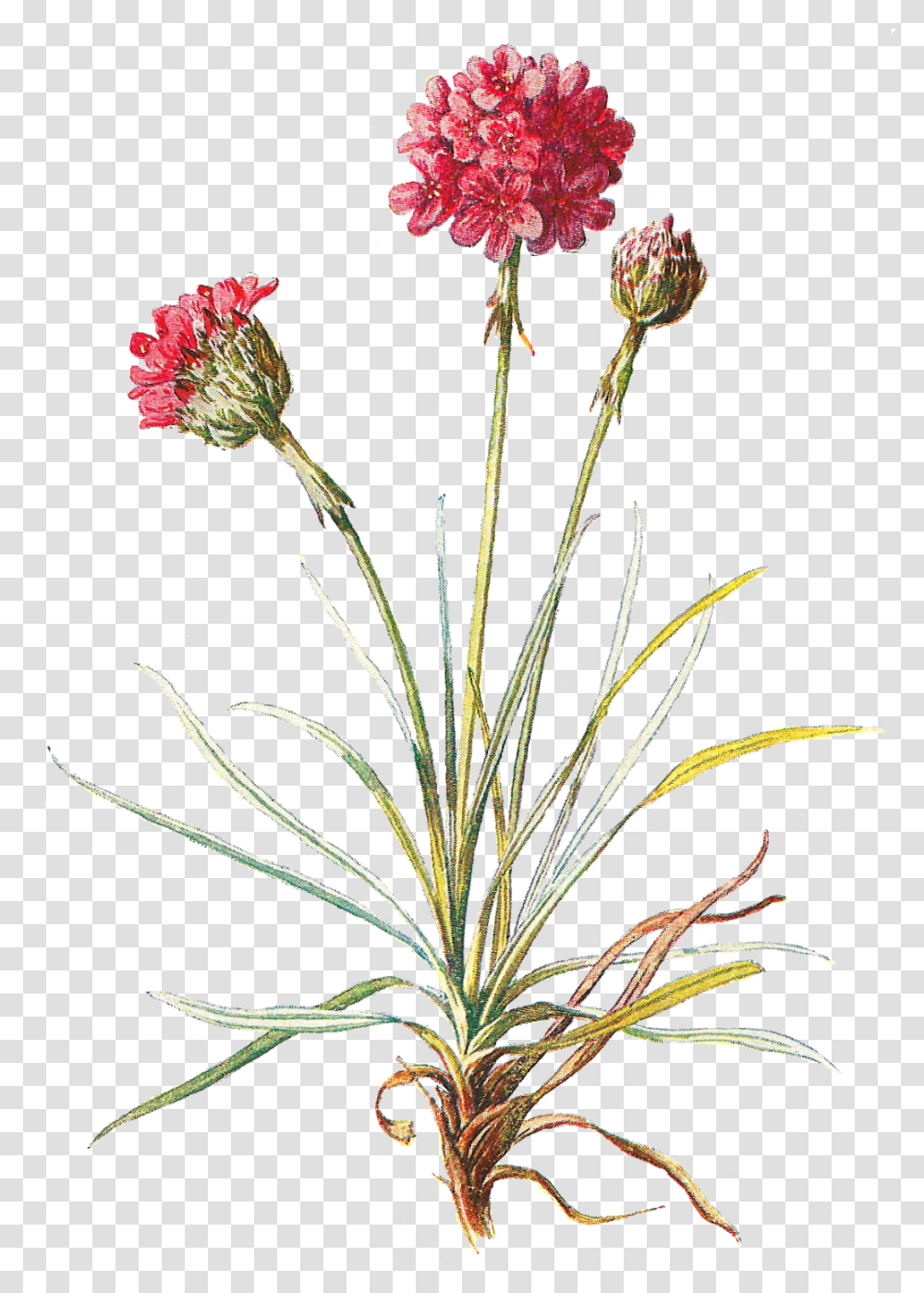 Clip Freeuse Antique Images Wildflower Stock Image Vintage Botanical Flower, Plant, Blossom, Thistle, Bud Transparent Png