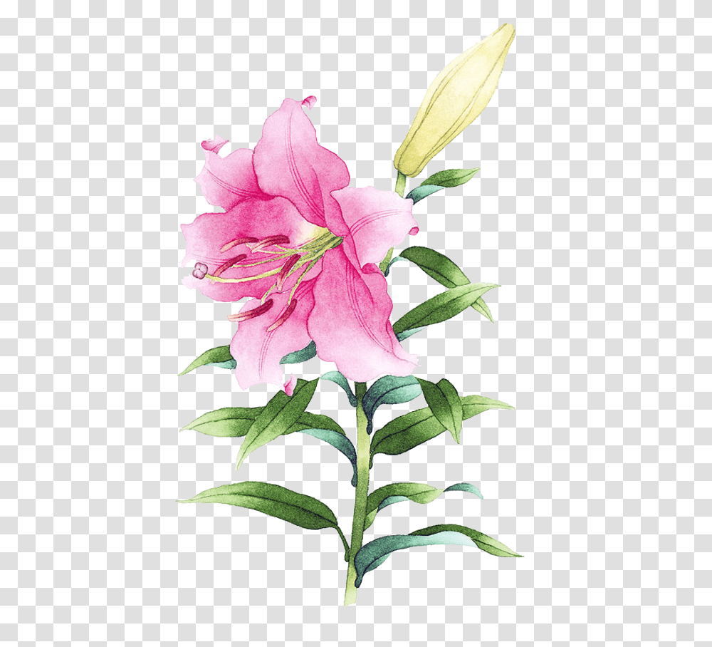 Clip Freeuse Library Drawing Lily Lirio En Dibujo, Plant, Flower, Blossom, Acanthaceae Transparent Png
