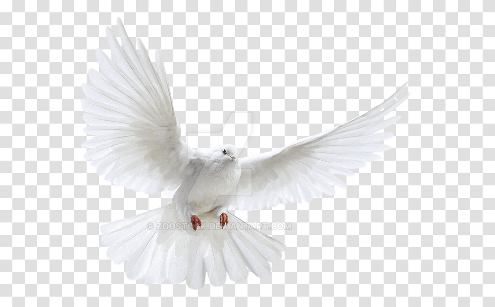 Clip Freeuse Stock White In Flight On White Bird Background, Animal, Dove, Pigeon Transparent Png