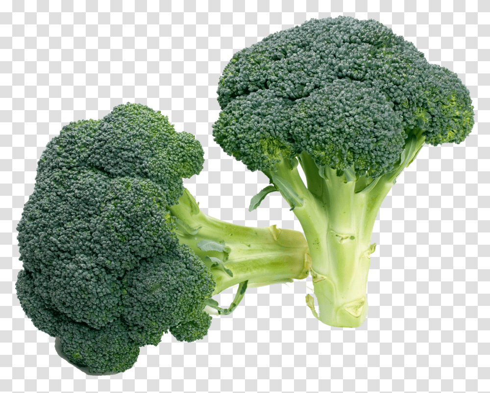 Clip Royalty Free Download Broccoli Vegetable Food Transparent Png