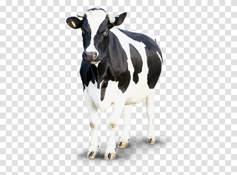 Clipart Background Cow, Cattle, Mammal, Animal, Dairy Cow Transparent Png