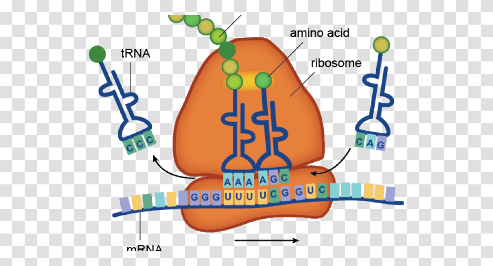 Clipart Background Mrna Attaches To Ribosome, Text, Plot, Diagram, Guitar Transparent Png