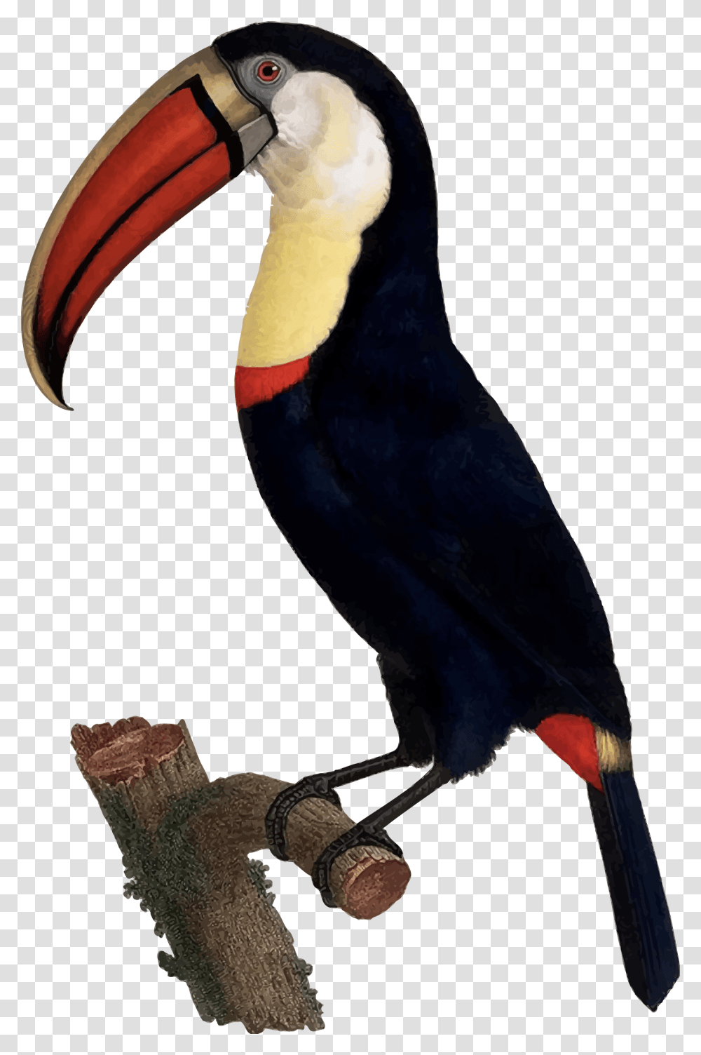 Clipart, Beak, Bird, Animal, Toucan Transparent Png