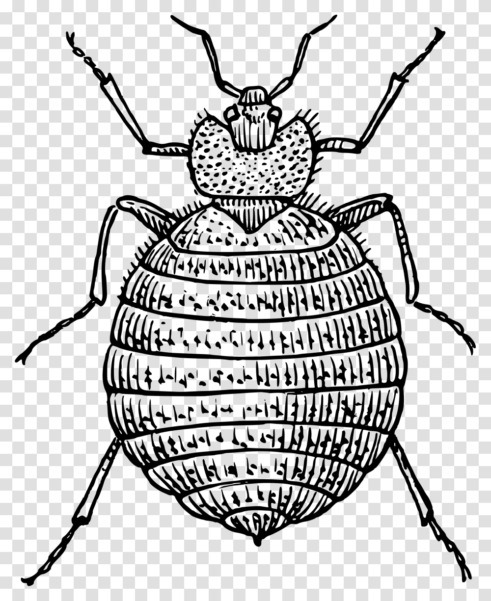 Clipart Bed Bugs Clip Royalty Free Bed Bug Clipart Bed Bug Clipart Black And White, Invertebrate, Animal, Dung Beetle, Insect Transparent Png