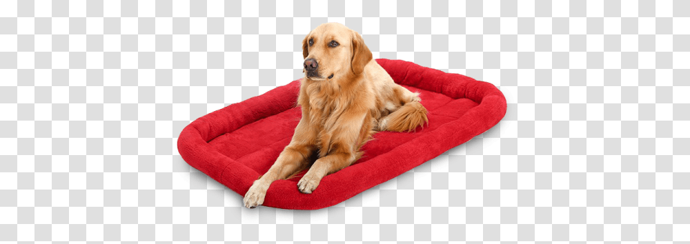 Clipart Bed Dog Bed Dog On Bed, Golden Retriever, Pet, Canine, Animal Transparent Png