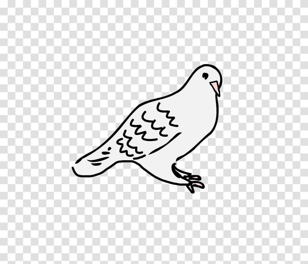 Clipart, Bird, Animal, Dove, Pigeon Transparent Png