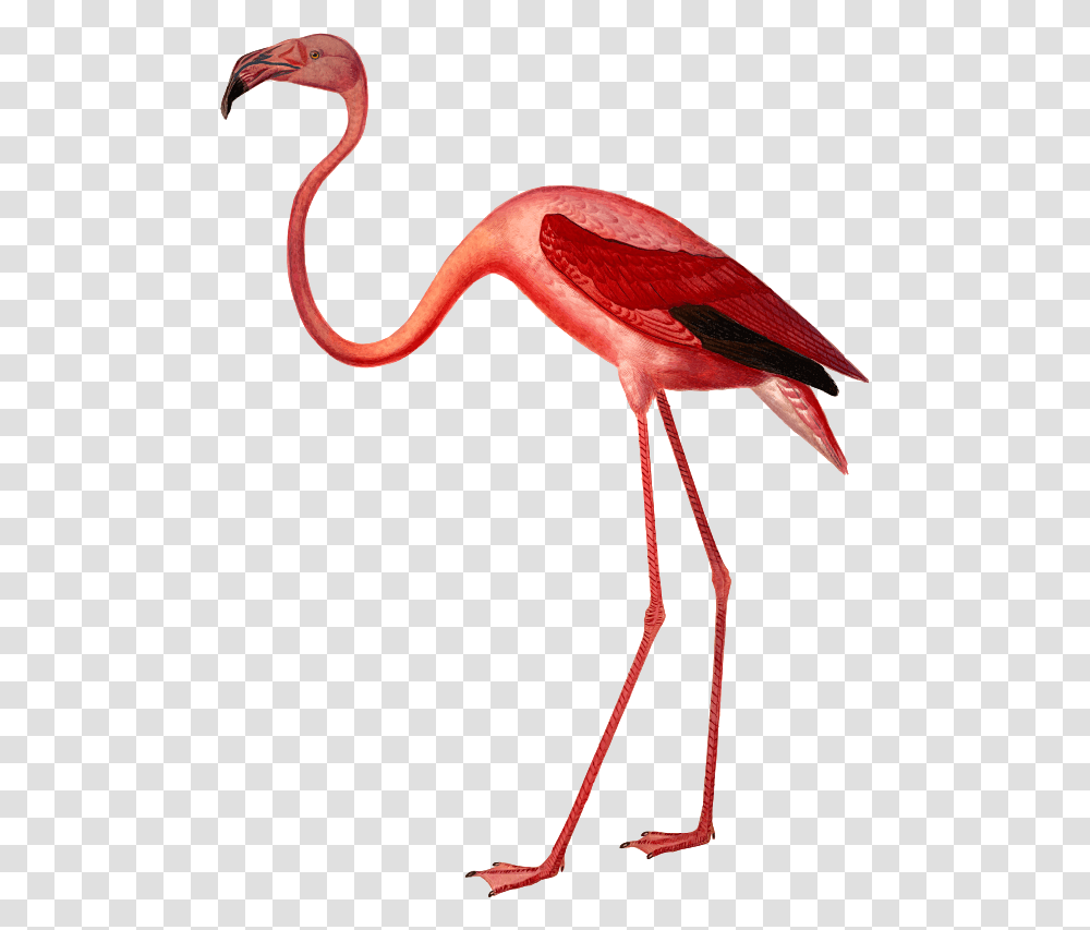 Clipart, Bird, Animal, Flamingo, Beak Transparent Png