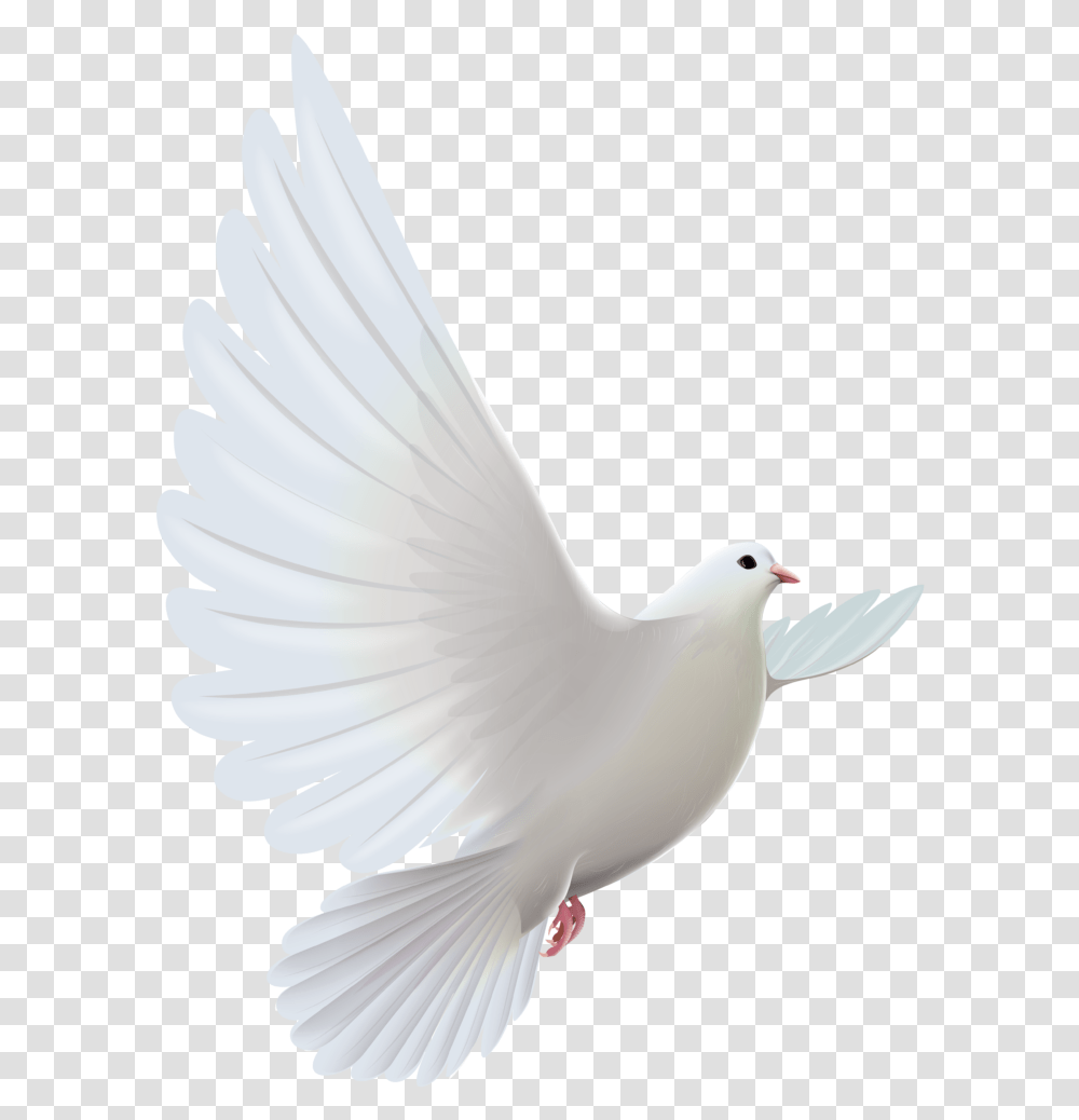 Clipart Bird Descending White Dove, Animal, Pigeon Transparent Png