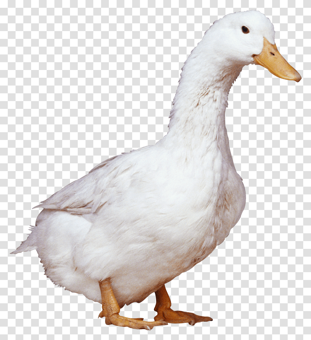 Clipart Bird Duck Free For Duck Transparent Png