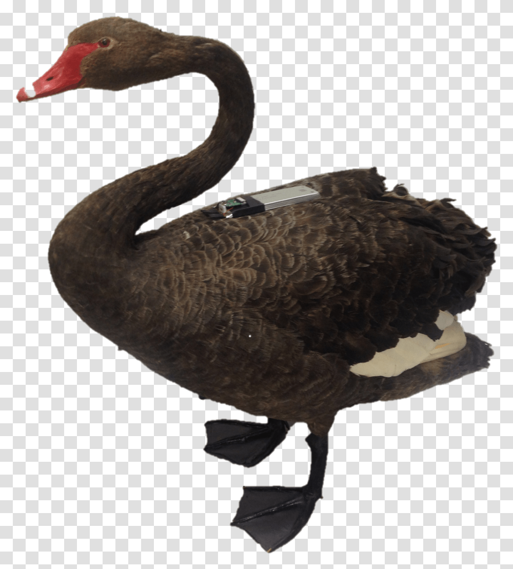 Clipart Birds Black Swan Black Swan, Waterfowl, Animal Transparent Png