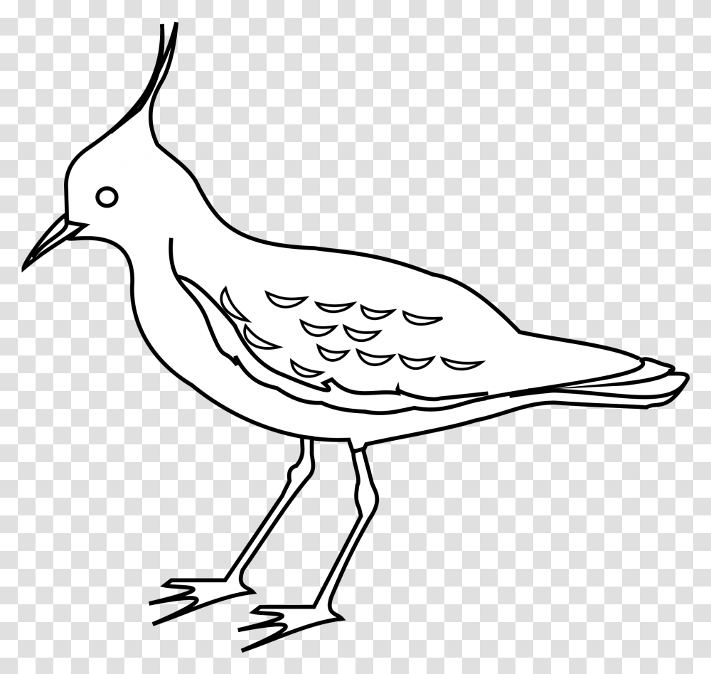 Clipart Birds Outline Picture Northern Lapwing Drawing, Animal, Beak, Nature, Outdoors Transparent Png