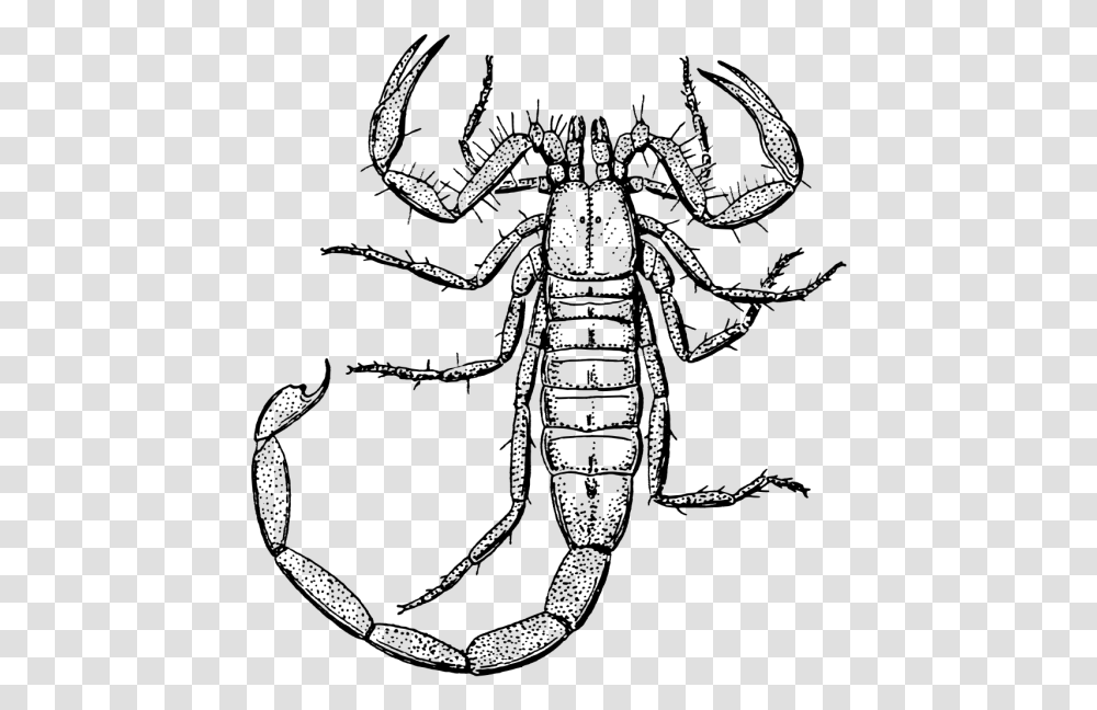 Clipart Black And White Scorpion, Gray, World Of Warcraft Transparent Png