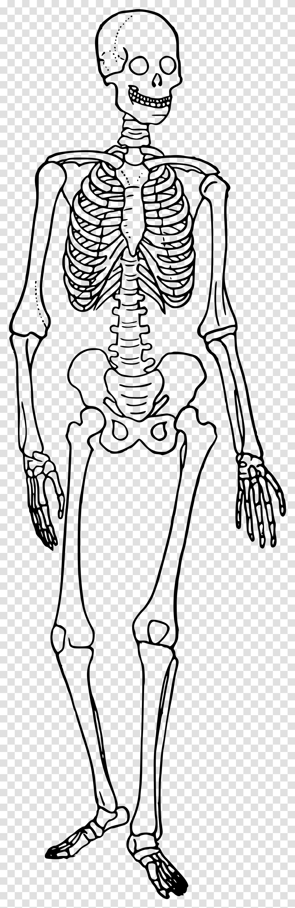 Clipart Black And White Stock Bones Vector Human Bone Human Skeleton Trace, Gray, World Of Warcraft Transparent Png
