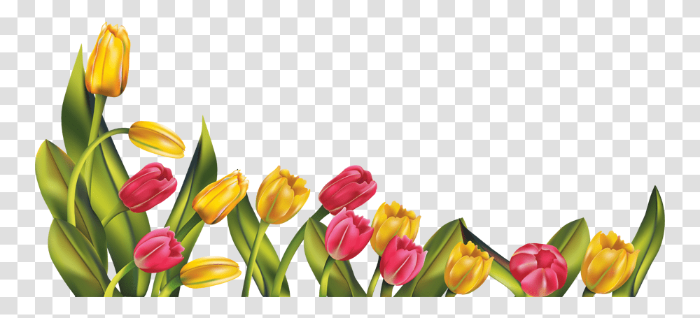 Clipart Borders Tulip Free Clip Art Spring Flower Borders, Plant, Blossom, Petal Transparent Png