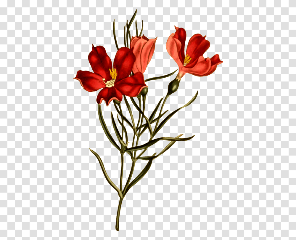 Clipart Botany, Plant, Flower, Blossom, Lily Transparent Png
