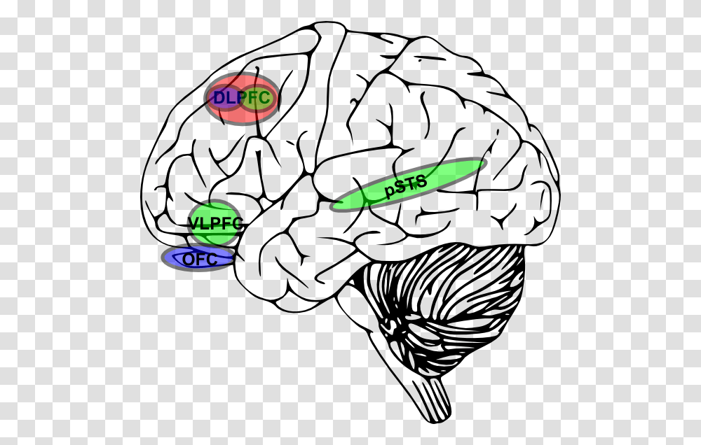Clipart Brain, Invertebrate, Animal, Clam, Seashell Transparent Png