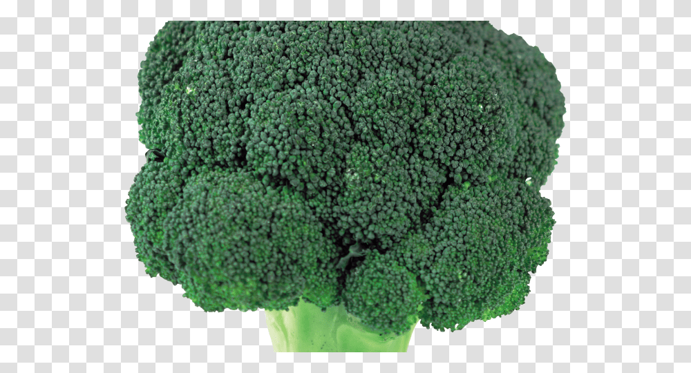 Clipart Broccoli Broccoli Head, Plant, Vegetable, Food, Rug Transparent Png