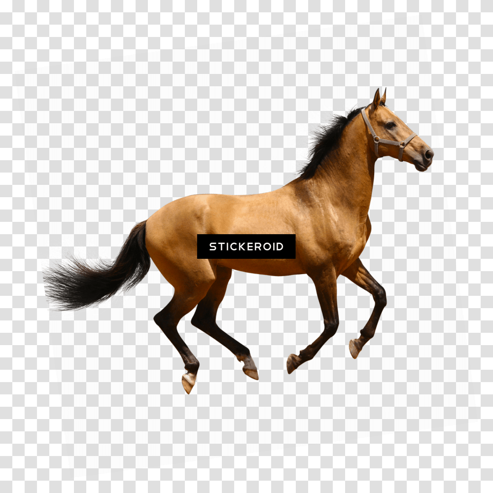 Clipart Brown Horse Image Picture Background, Mammal, Animal, Colt Horse, Foal Transparent Png