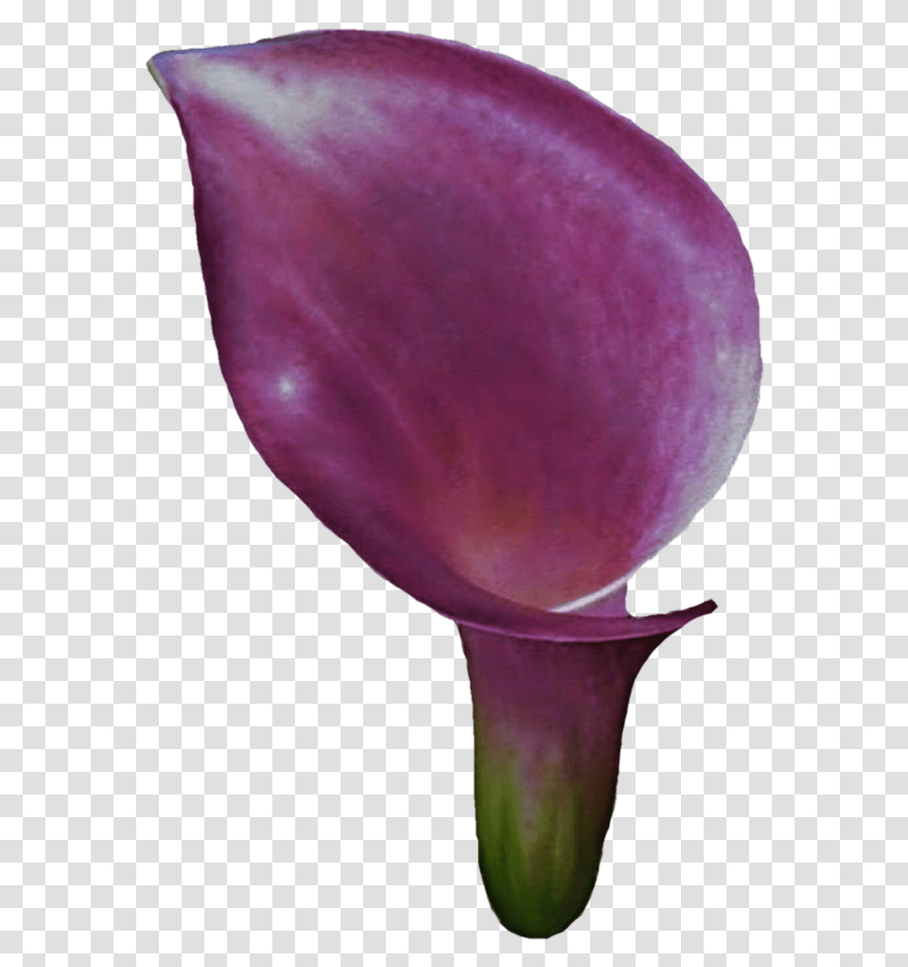 Clipart Calla Lily Flower Devil's Tongue, Petal, Plant, Blossom, Araceae Transparent Png