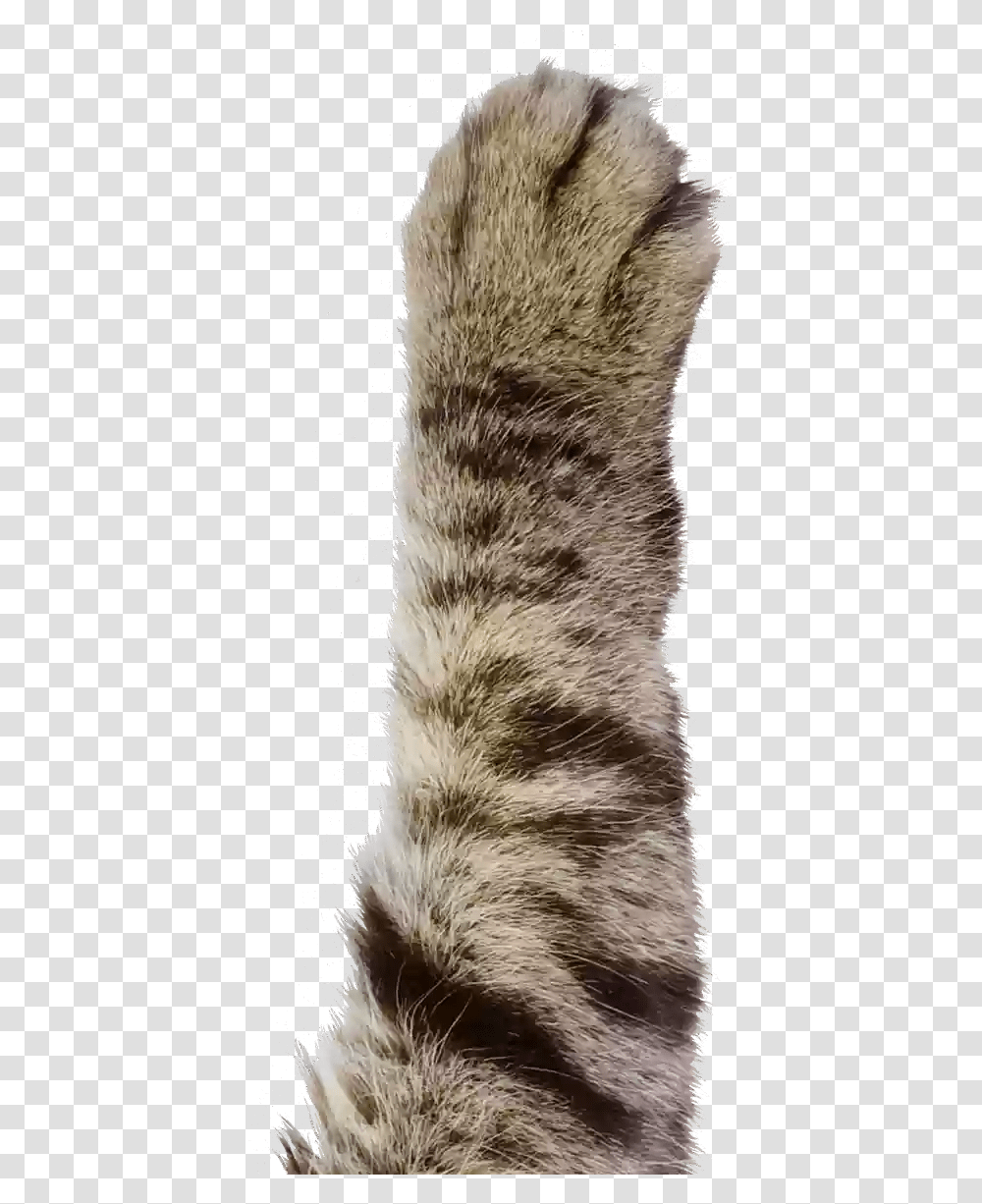 Clipart Cat Paw, Fur, Bird, Animal, Heel Transparent Png