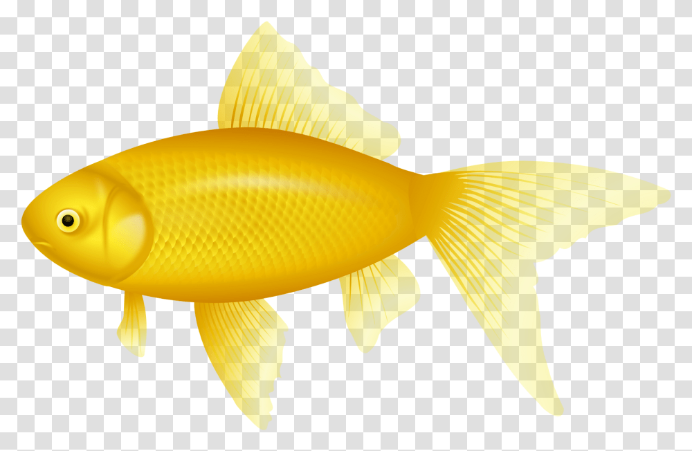 Clipart Clip Art, Fish, Animal, Goldfish, Carp Transparent Png