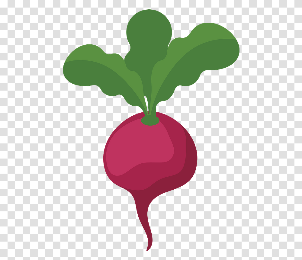 Clipart Clip Art Of Beetroot, Plant, Food, Radish, Vegetable Transparent Png