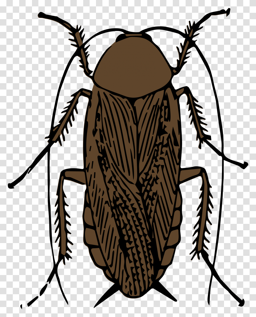 Clipart Cockroach Black And White Download Full Cockroach Smoking A Roach, Animal, Insect, Invertebrate Transparent Png