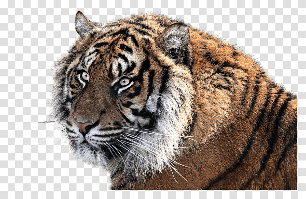 Clipart Collection Tiger Tiger Is The National Animal Of India, Wildlife, Mammal, Panther, Leopard Transparent Png