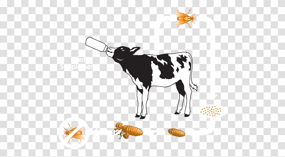 Clipart Cow Digestive System Calf, Cattle, Mammal, Animal, Dairy Cow Transparent Png