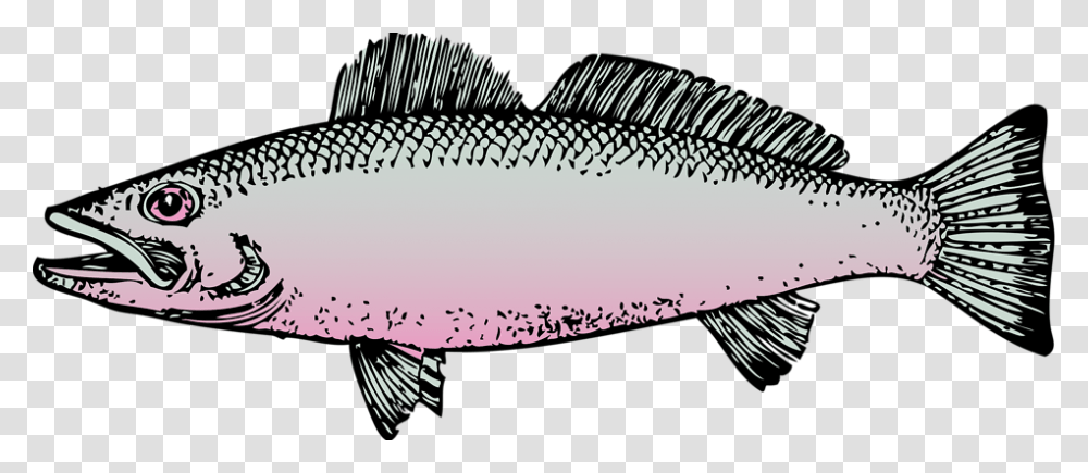 Clipart Cute Borders Vectors Fish Clip Art, Animal, Perch, Carp, Cod Transparent Png