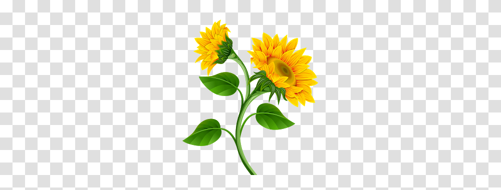 Clipart De Girassol Para Montagens Digitais A R T, Plant, Flower, Blossom, Sunflower Transparent Png